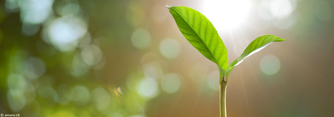 L'intelligence des plantes