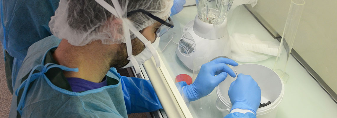 La transplantation fécale pour réduire l'alcoolisme ?