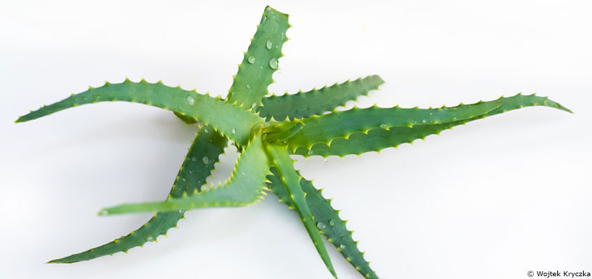 L’aloès : la reine des plantes 