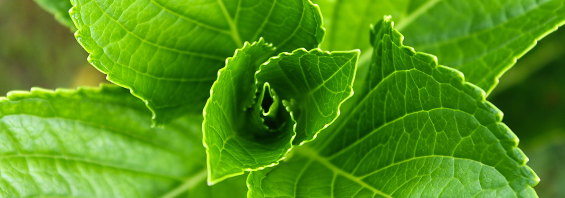 Dépolluer son intérieur avec des plantes