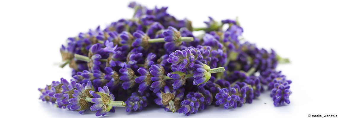 La lavande : indispensable panacée