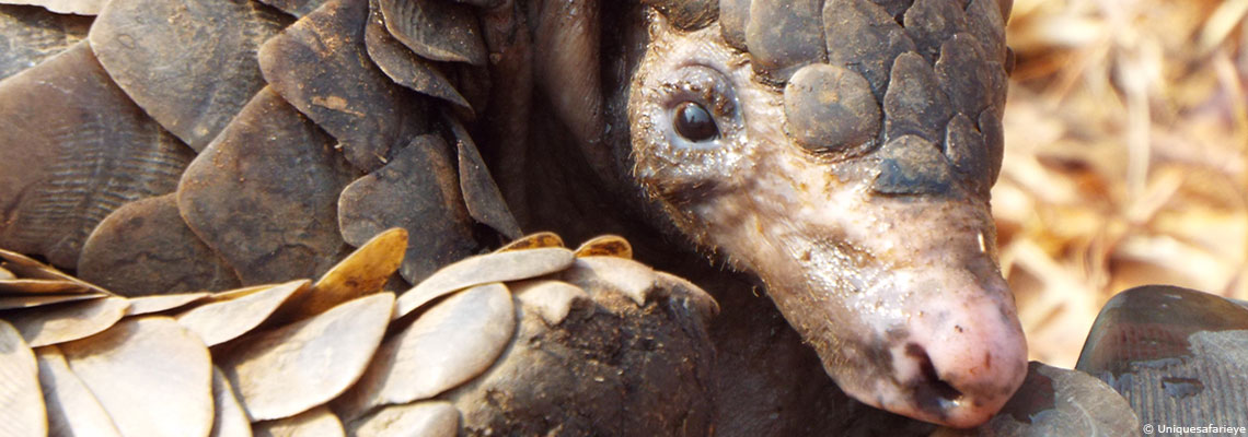 "Le problème ne vient pas des espèces animales mais des changements environnementaux issus de nos activités"