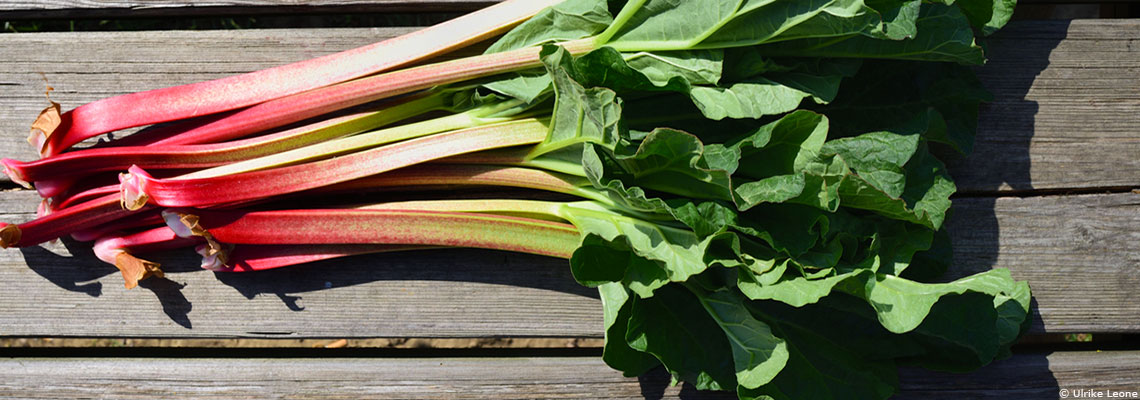La rhubarbe, légume-fruit de printemps