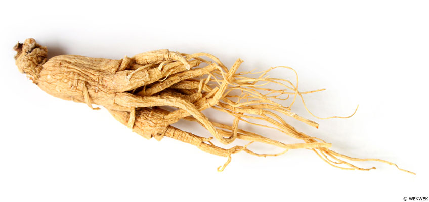 Le ginseng : La racine de longue vie