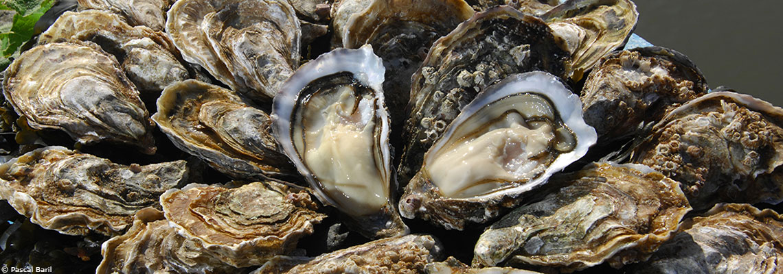 L'huître : la puissance de l'océan sur un plateau 