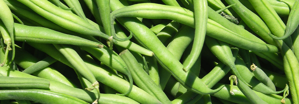 Le haricot vert, légume de printemps