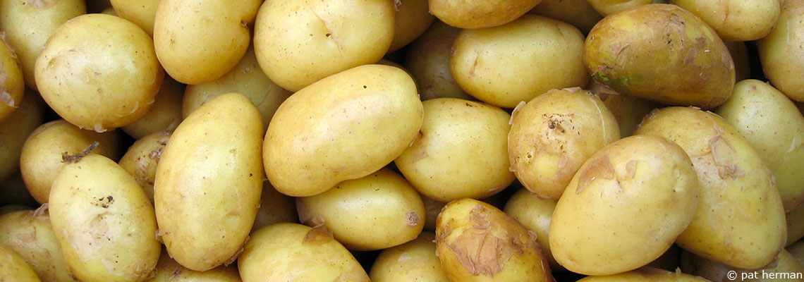 Six raisons pour lesquelles les pommes de terre sont bonnes pour la santé