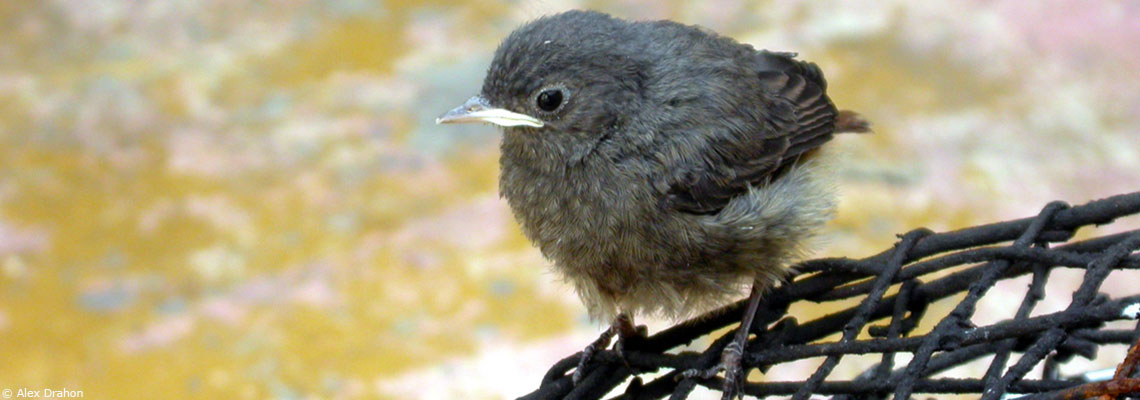 La chasse à la glu déclarée illégale par le Conseil d’Etat