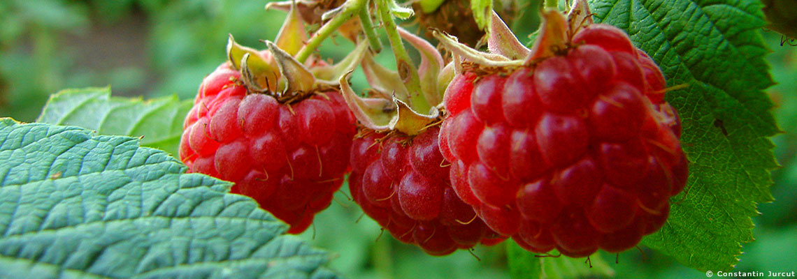 La framboise, fruit d'été