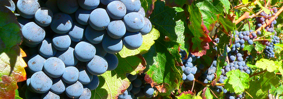 Les cépages méconnus : des épices dans le vin