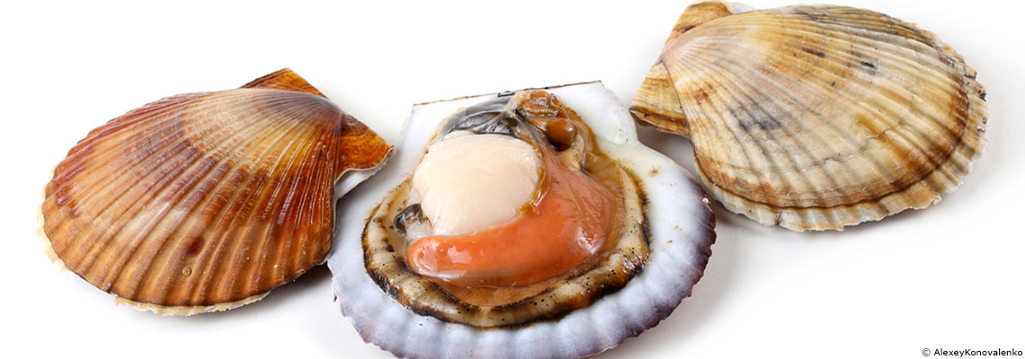 Noix de Saint-Jacques et pétoncles