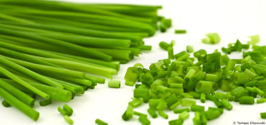 La ciboulette : bon appétit !