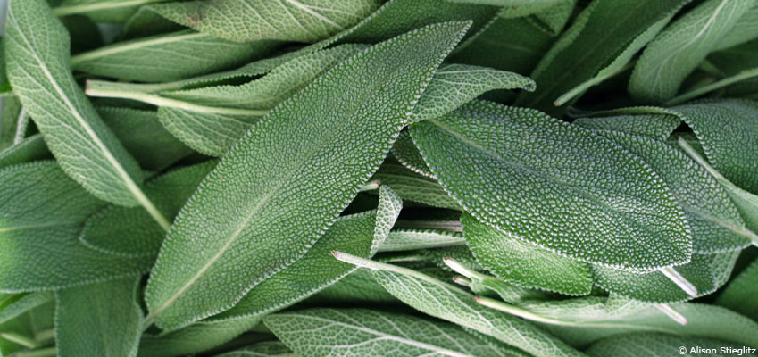 La sauge : l'herbe sacrée