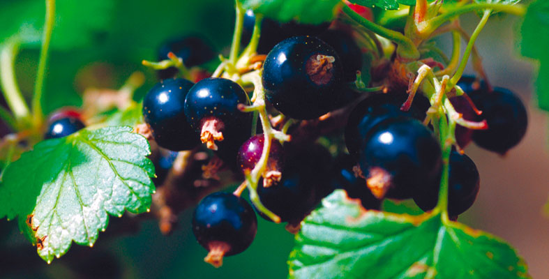 Le cassis, un superfruit