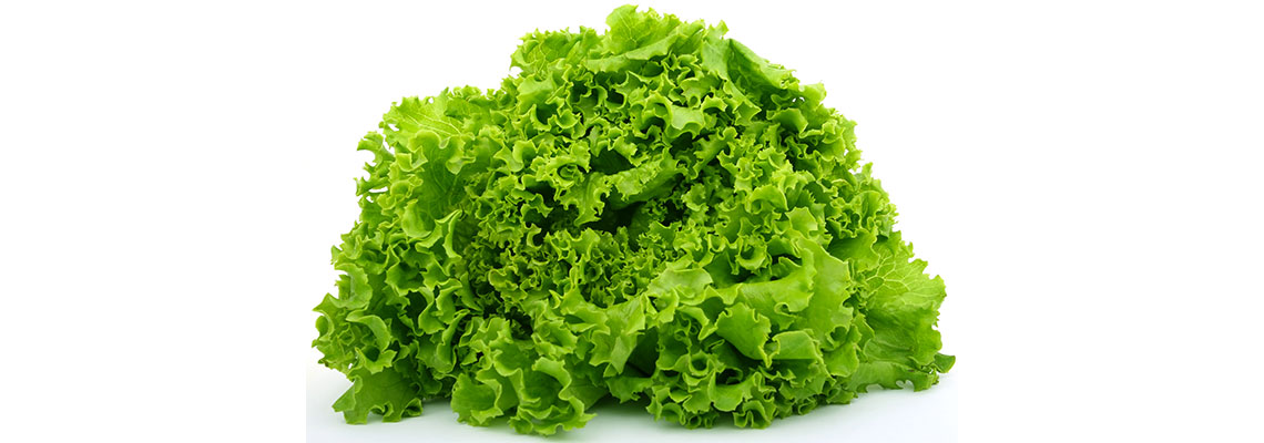 Laitue, batavia, romaine, feuille de chêne… Des salades fraîcheur !