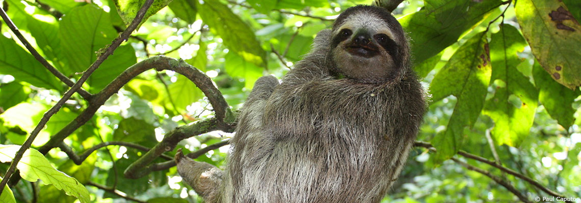 L'apprentissage de la paresse