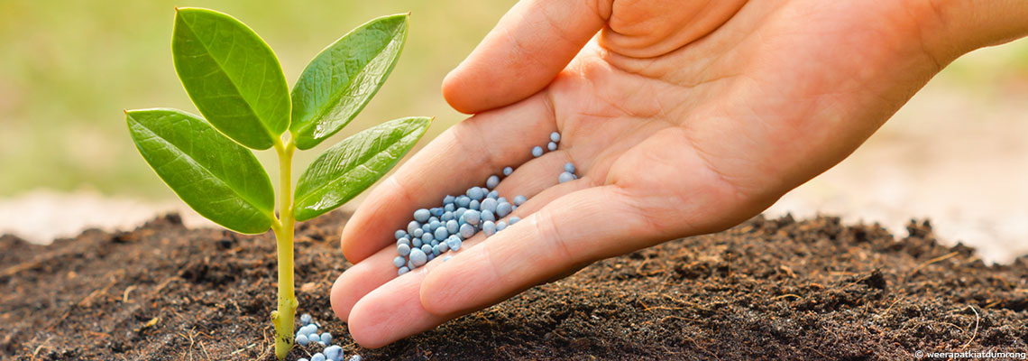 Derrière la catastrophe d’AZF, la surconsommation d’engrais azotés en France