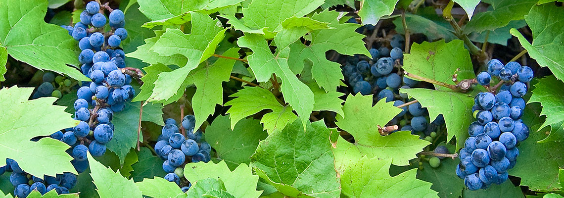 Le raisin, des bienfaits en grappes