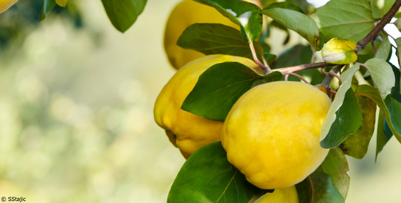 Le coing : la pomme d'or