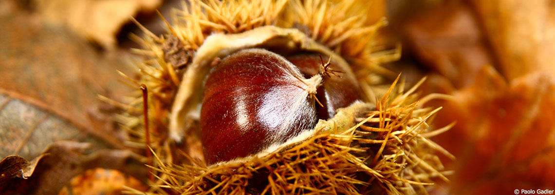 La châtaigne, fruit d'automne