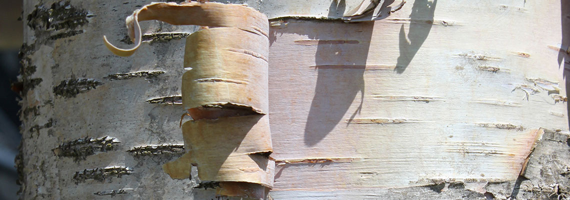 Cure de sève de bouleau : 1, 2, 3... Partez !