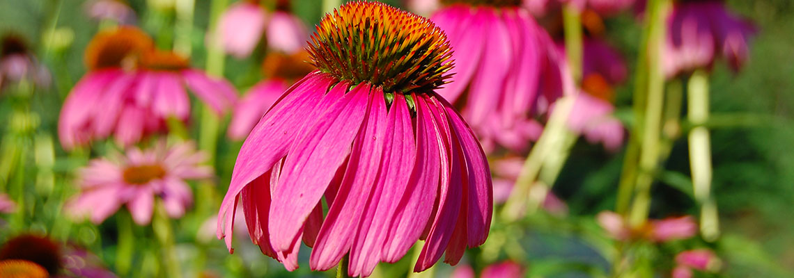 Renforcer son système immunitaire avec les MAC