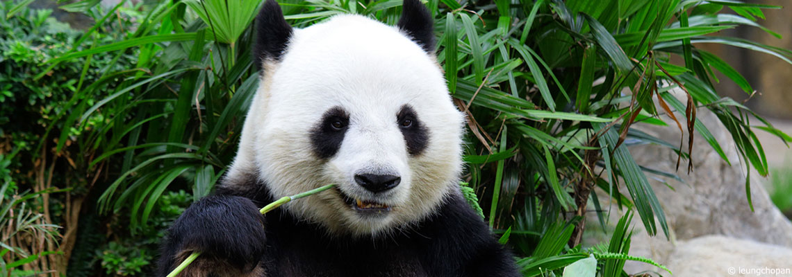 5 bonnes nouvelles à retenir de l’année 2021