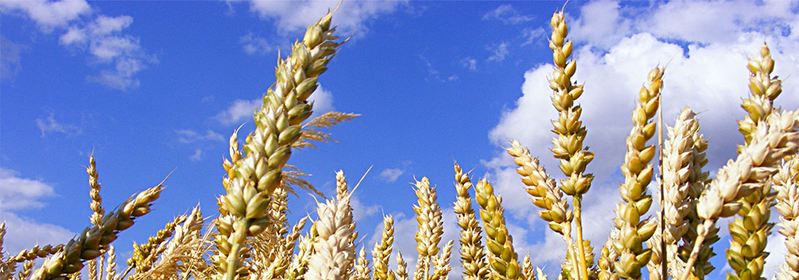 Crise alimentaire : 450 scientifiques demandent "moins de produits animaux, moins de gaspillage et une politique agricole européenne plus verte"