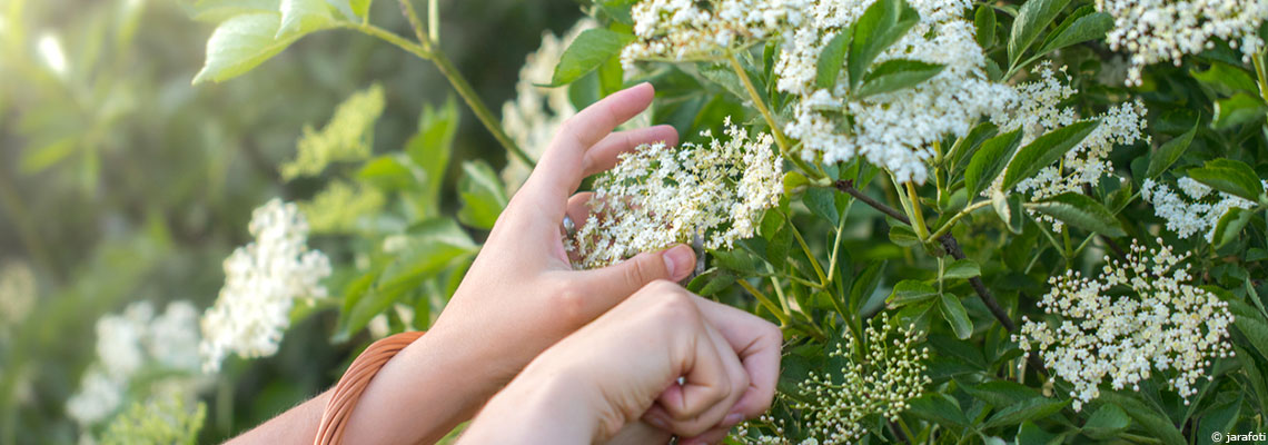 Faire son vin de sureau noir