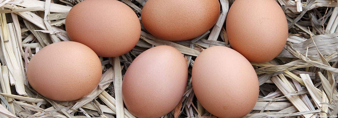 Œufs et cholestérol : le mauvais procès