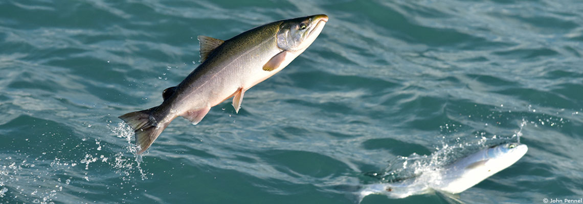 Le saumon : poisson sauteur