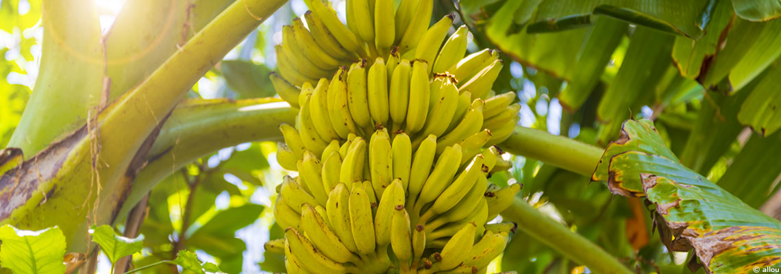 Chlordécone aux Antilles : la justice prononce un non-lieu