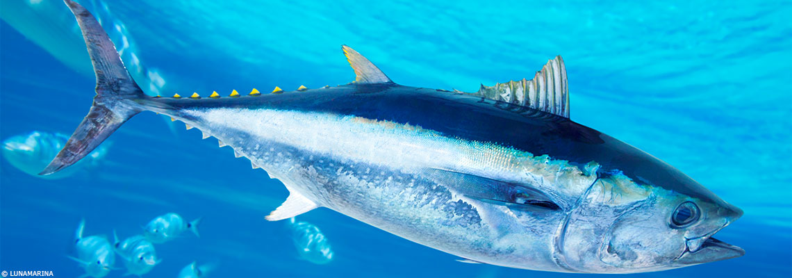 Le thon : c'est bon, avec modération