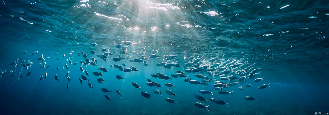 L’ONU adopte le premier traité pour protéger la haute mer