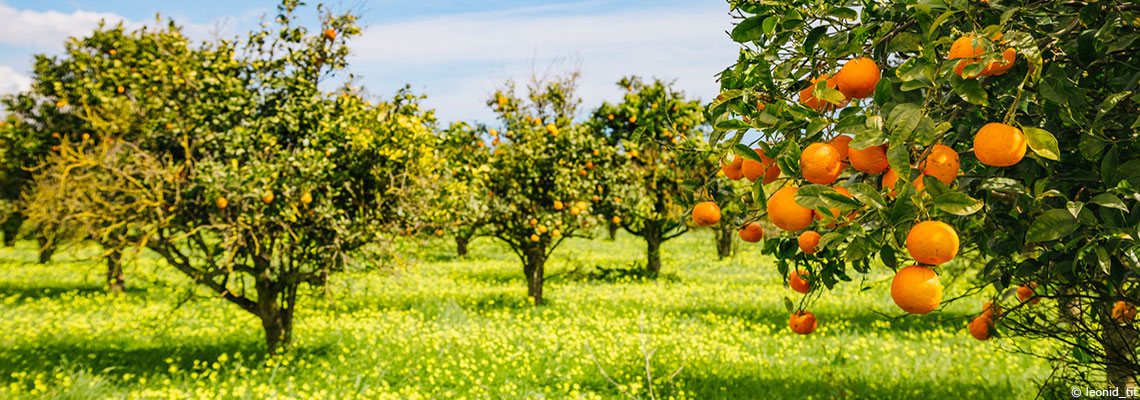 Comment la crise climatique provoque une pénurie historique de jus d’orange