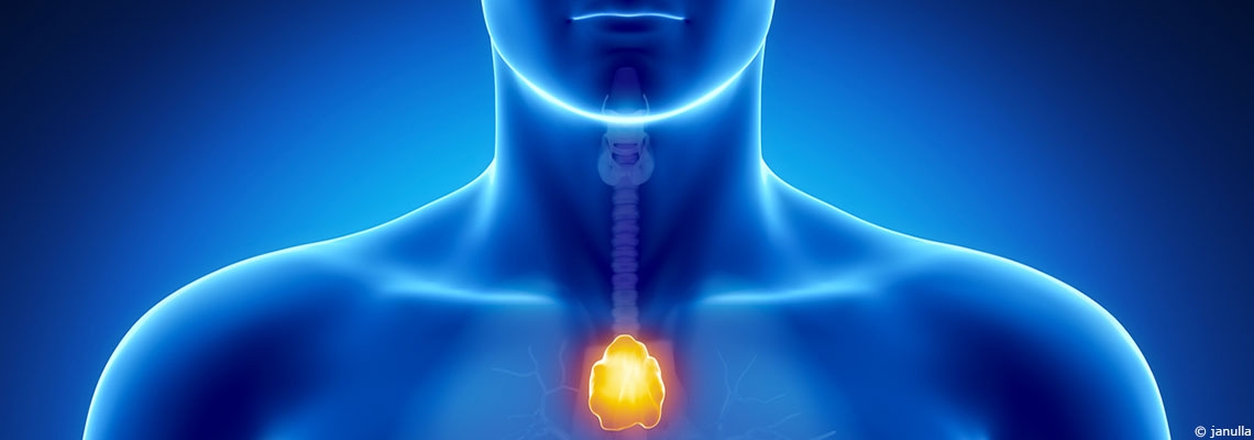 Le thymus, considéré comme "inutile" chez l’adulte, pourrait en réalité lutter contre le cancer