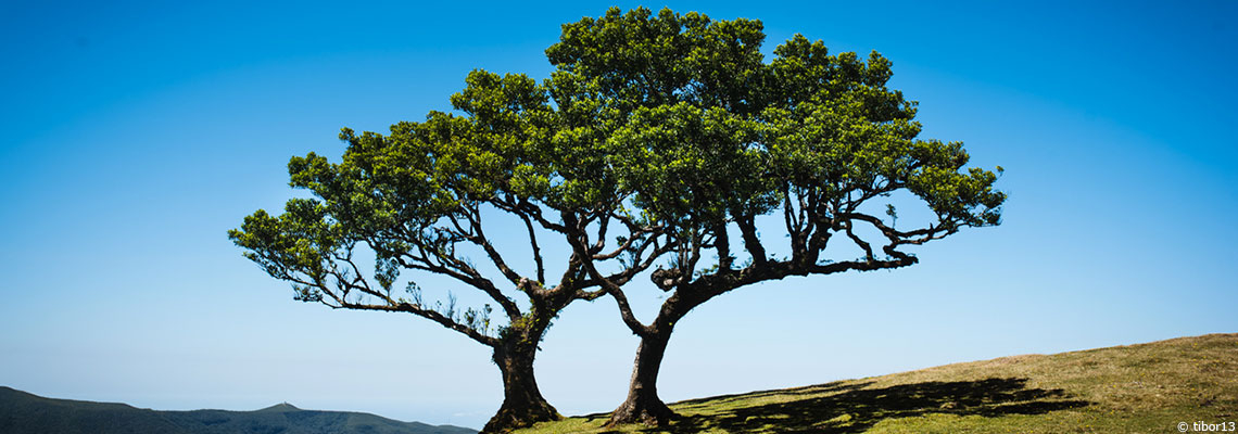 Le cèdre : rester incorruptible