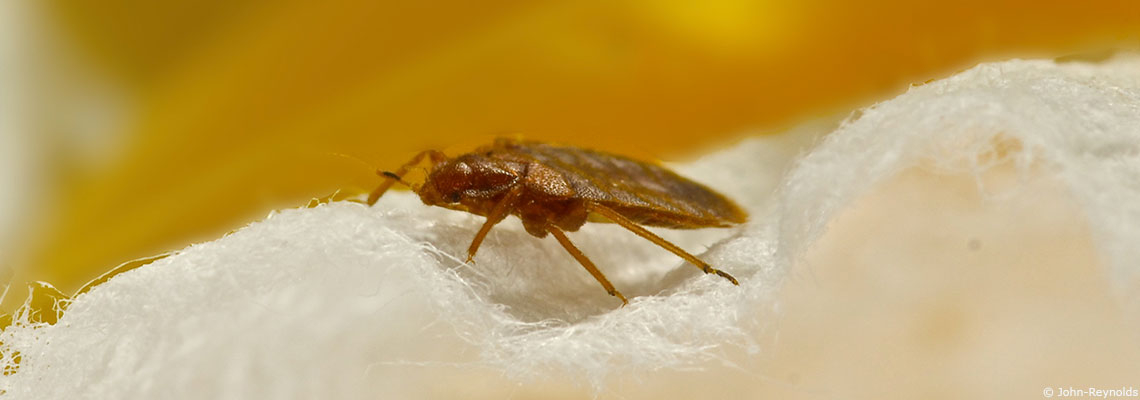 "En continuant à utiliser des insecticides, on sélectionne les punaises de lit résistantes"