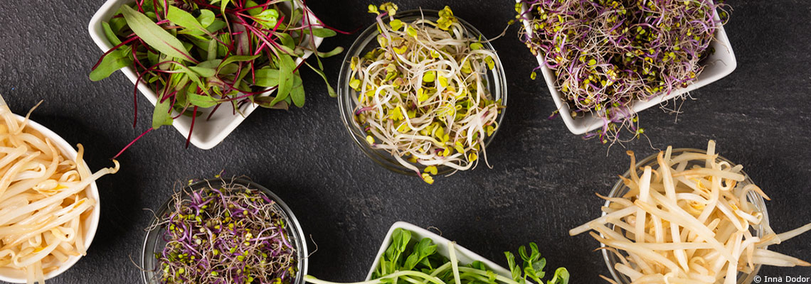 Faire soi-même ses graines germées