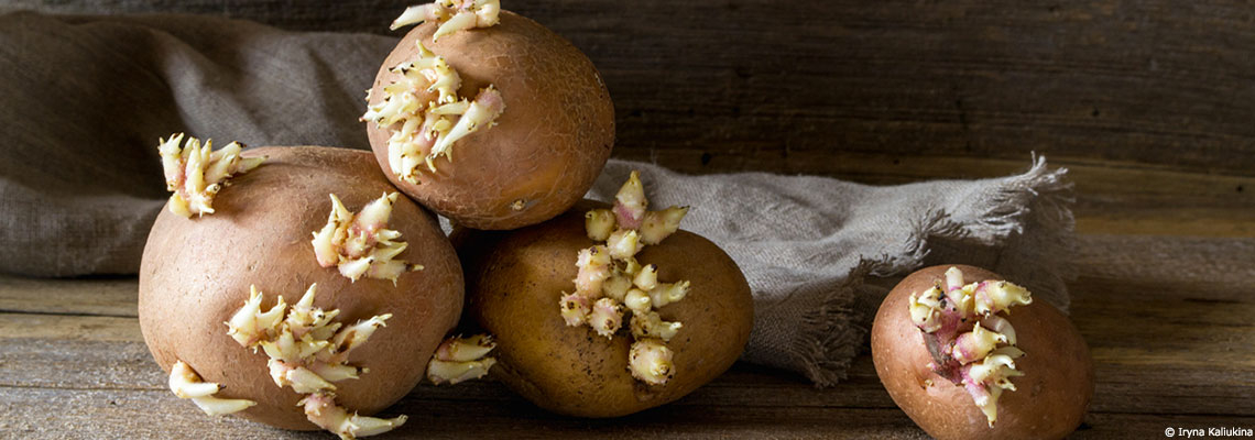Peut-on manger des pommes de terre germées ?