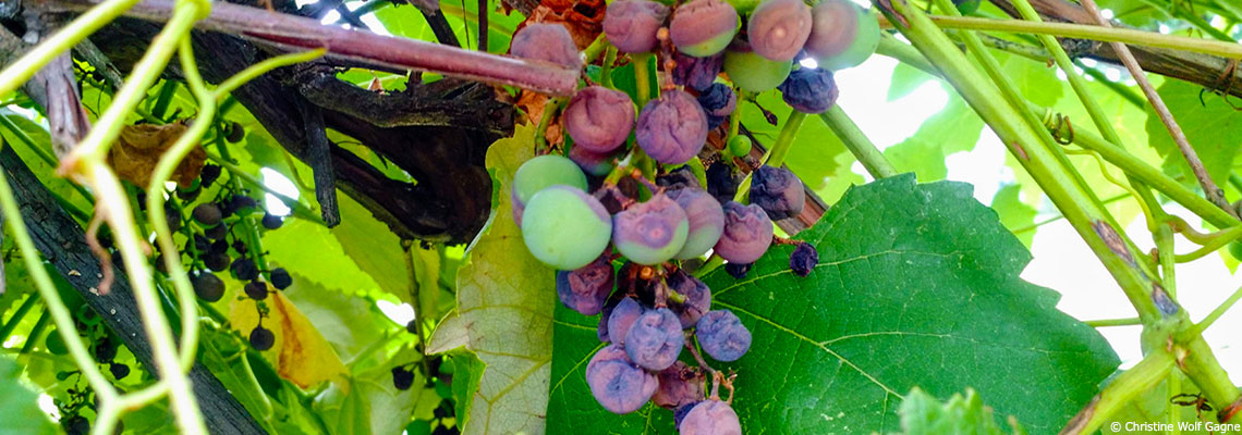 La production mondiale de vin dégringole en 2023 et le changement climatique n’y est pas pour rien