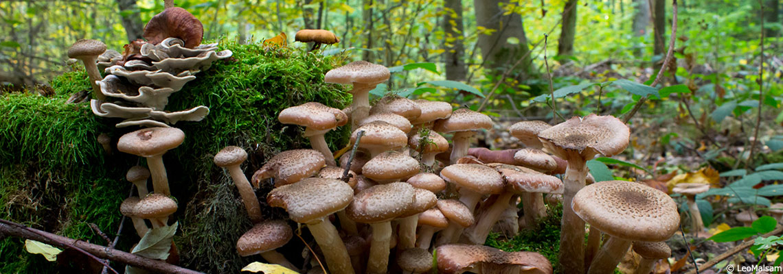 Quand les champignons et les plantes coopèrent : découvrez le mycobiote