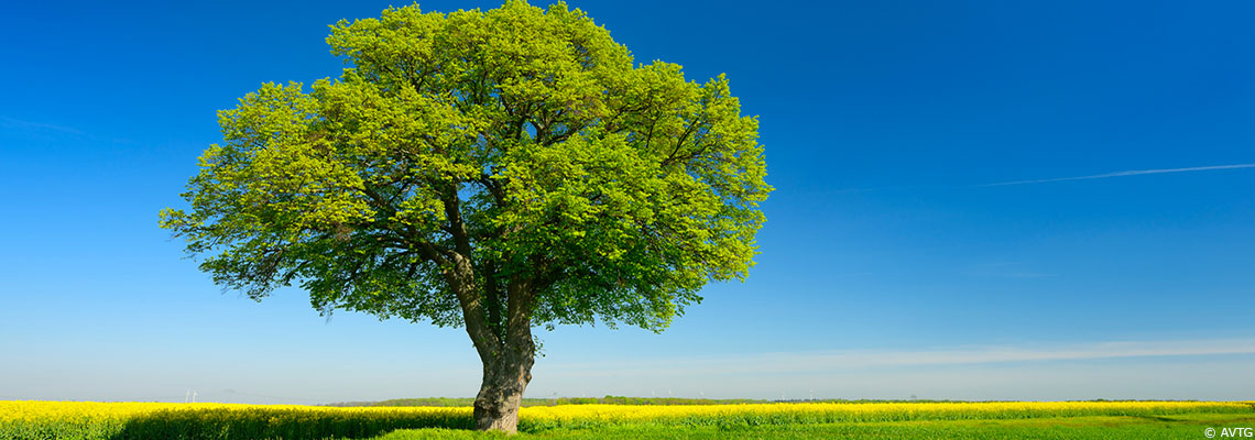 Le tilleul : la protection