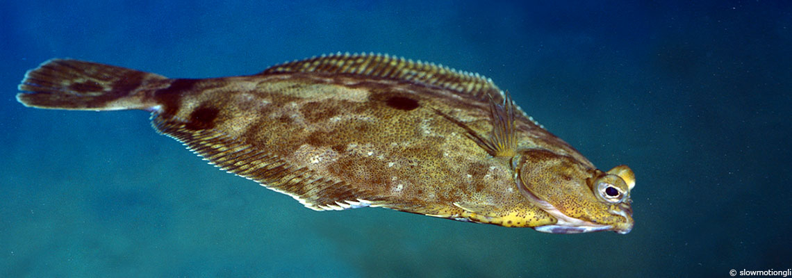 Le turbot : poisson noble