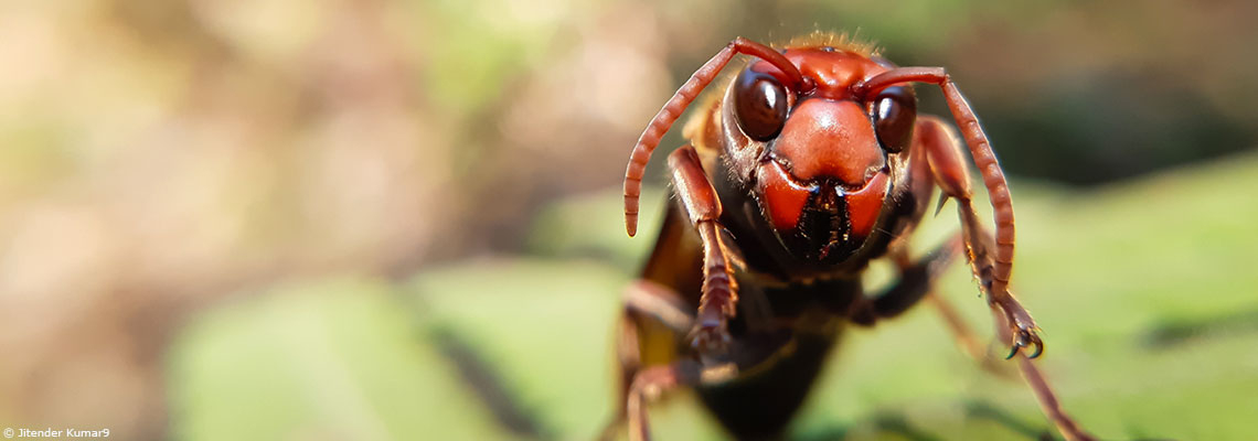"On ne l’arrêtera pas, mais"… Que va changer la loi "historique" sur le frelon asiatique ?