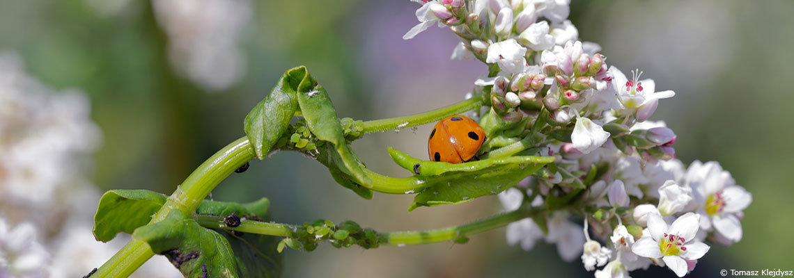 Des plantes au service des plantes