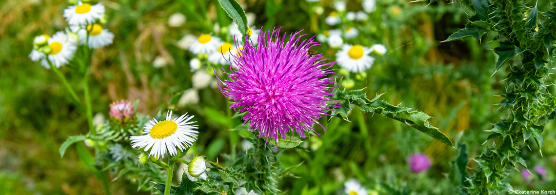 Plantes sauvages comestibles