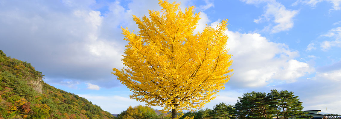 Le ginkgo : dépasser ses contradictions