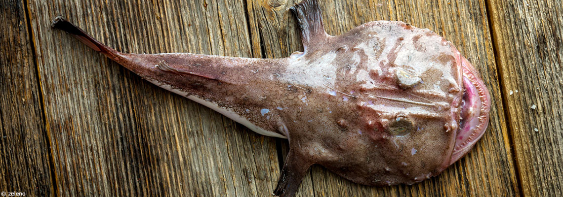 La lotte (baudroie) : poulet de mer